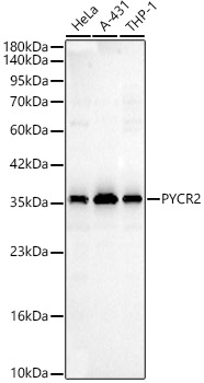 PYCR2 antibody