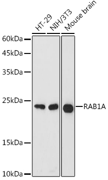 RAB1A antibody