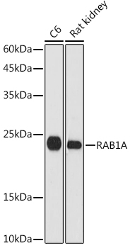 RAB1A antibody