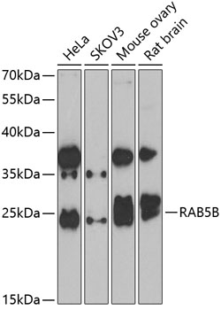 RAB5B antibody