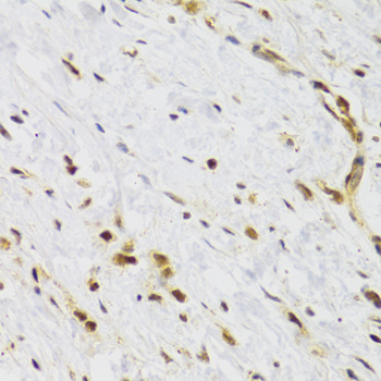 RAD50 antibody