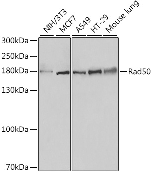 RAD50 antibody