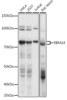 RBM14 antibody