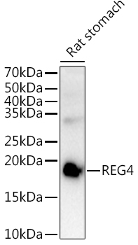 REG4 antibody