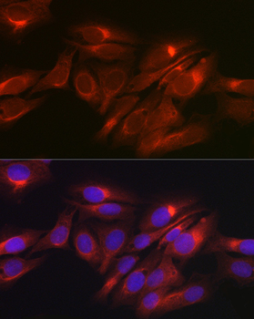 RPTOR antibody