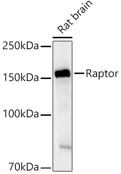 RPTOR antibody