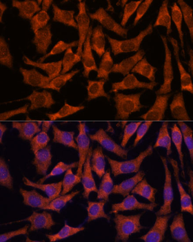 SEC23B antibody