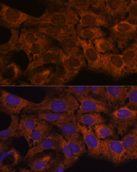 SEC23B antibody