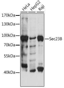 SEC23B antibody