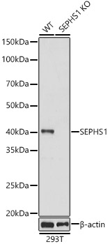 SEPHS1 antibody