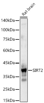 SIRT2 antibody