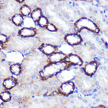 SIRT2 antibody