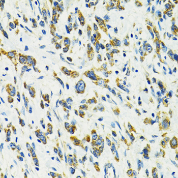 SLC25A11 antibody