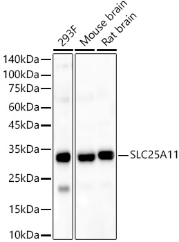 SLC25A11 antibody