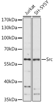 SRC antibody