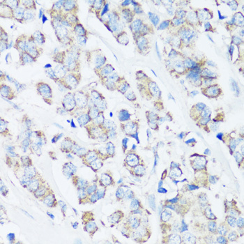 SRC antibody