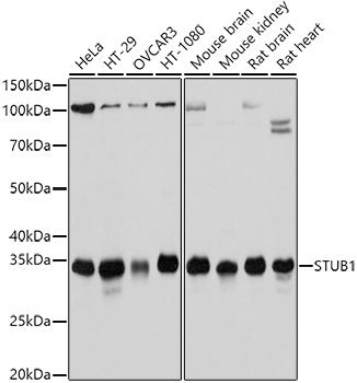 STUB1 antibody