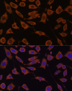 STUB1 antibody