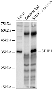 STUB1 antibody