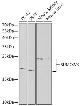 SUMO2 antibody