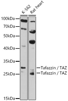 Tafazzin / TAZ antibody