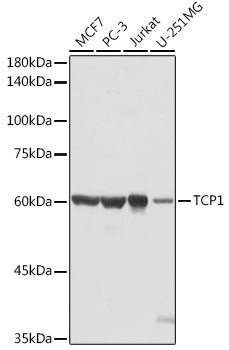 TCP1 antibody