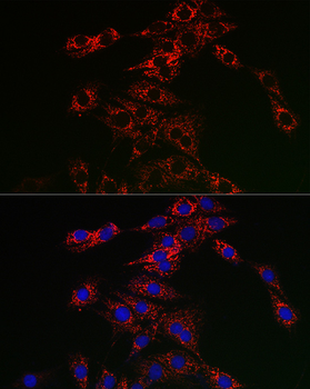 TFEB antibody