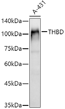 THBD antibody