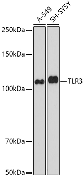 TLR3 antibody