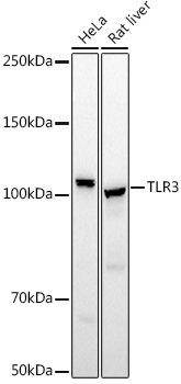 TLR3 antibody