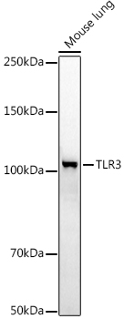 TLR3 antibody