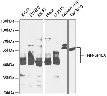 TNFRSF10A antibody