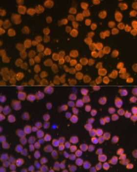 TNFRSF10A antibody