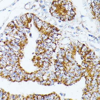 TRAP1 antibody