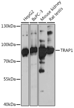 TRAP1 antibody