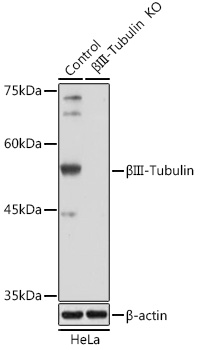 Tubulin beta 3 antibody