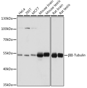 Tubulin beta 3 antibody