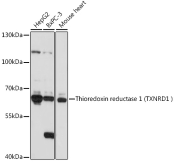 TXNRD1 antibody