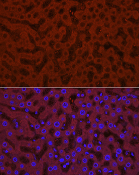 UGT1A1 antibody