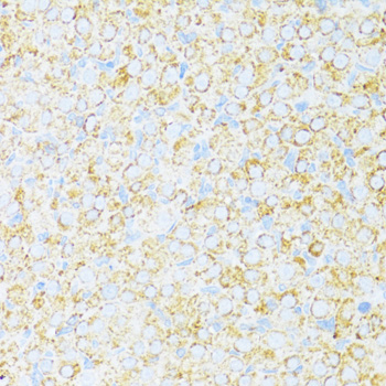 UQCR10 antibody