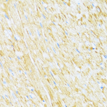 UQCR10 antibody