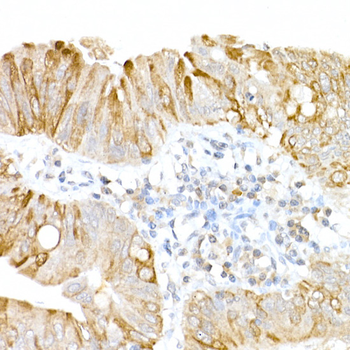 USP18 antibody