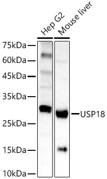 USP18 antibody