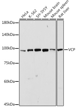 VCP antibody