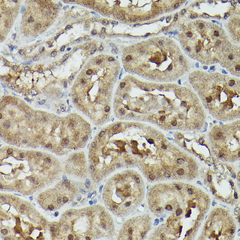 VCP antibody