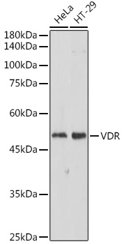 CYP27B1 antibody