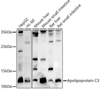 APOC3 antibody