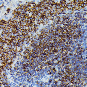 APOC3 antibody