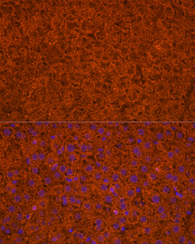 APOC3 antibody