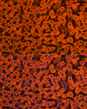 APOC3 antibody